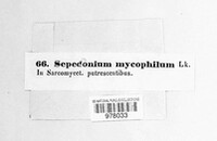 Hypomyces chrysospermus image